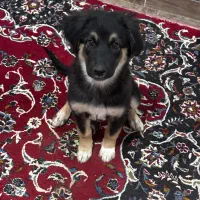 توله ژرمن ماده ۱۵ هفتگی