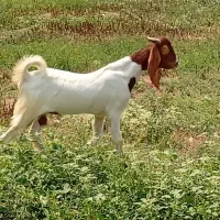 بزغالع نر چاق
