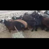 فروش 25راس بره 18راس نر 7راس ماده|حیوانات مزرعه|زرین دشت (فارس), |دیوار