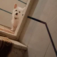 پاکوتاه شیتزو جنسیت نر|سگ|تبریز, |دیوار