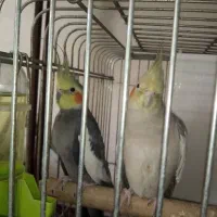 عروس هلندی مولد با جوجه وبدون جوجه|پرنده|رشت, سعدی (تختی)|دیوار