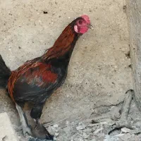 خروس محلی|حیوانات مزرعه|بندرعباس, |دیوار