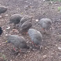 شاخدارسفیدطوسی|حیوانات مزرعه|رضوانشهر, |دیوار