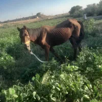 اسب
