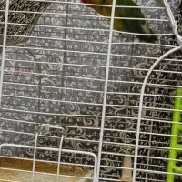 طوطی کوتوله|پرنده|کرمان, |دیوار