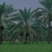 نهال یا پاجوش خرما (کوگ)