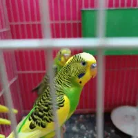 مرغ عشق|پرنده|بومهن, |دیوار