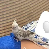 عروس هلندی گمشده