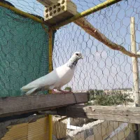 کبوتر|پرنده|چمران, |دیوار