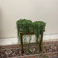 پتوس حصیری پتوس مرمری اسکاندیس غوره ای فلوریدا