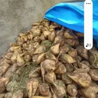 چغندر ۵۰۰ کیلو