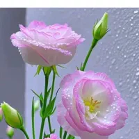 مقداری گل طبیعی