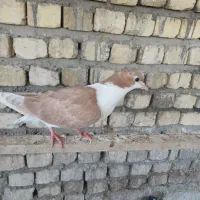 کبوتر پلاس|پرنده|قنوات, |دیوار