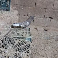 کبوتر‌‌قزوینی‌نر|پرنده|کبودرآهنگ, |دیوار