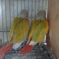 دلوته پاید گرینچیک ردچیک