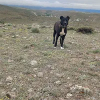 سگ گله دو رگه|سگ|نمین, |دیوار