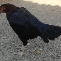 مرغ لاری اصیل|حیوانات مزرعه|نگین شهر, |دیوار