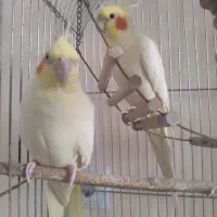 عروس هلندی جفت صدرا