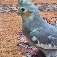 جوجه عروس هلندی