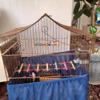 عروس هلندی مولد|پرنده|مرند, |دیوار