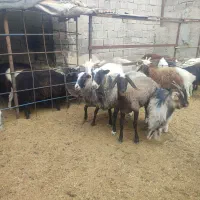 بره چاق|حیوانات مزرعه|محمدشهر, یزدیها|دیوار