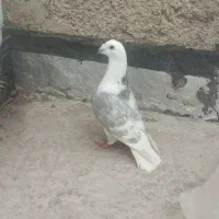 دوکت الماسی خط سفید