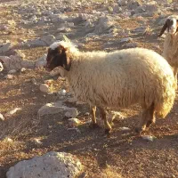 سنجابی مال داشت|حیوانات مزرعه|سرپل ذهاب, |دیوار