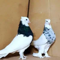 توضیحات کبوتر زینتی دارو طوقی کاکلی پاپر نقش رنگی|پرنده|آمل, |دیوار