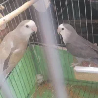 پرنده