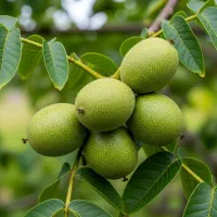 گردو ویژه اقای نهال با ضمانت ۵ ساله با ۵٪ تخفیف