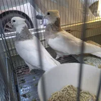 طوقی|پرنده|عجب شیر, |دیوار