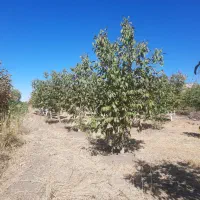 باغ گردو وبادام|فروش دفتر صنعتی، کشاورزی، تجاری|ایلام, |دیوار