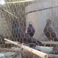 کبوتر .کفتر کاکلی|پرنده|گرگان, |دیوار