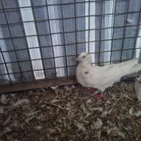 کبوتر جوجه|پرنده|ماکو, |دیوار