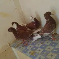 طوقی و دم سفید|پرنده|بیرجند, |دیوار
