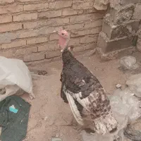 یک بو قلمو نر