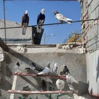 کبوتر واقعا خاص