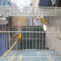 یک جفت قناری مولد کار داده