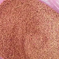 گندم بذردرجه یک اصلاح شده