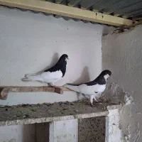 کبوتر شهری چپ، یال