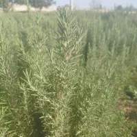 رزماری تر و خشک|خوردنی و آشامیدنی|تهران, جنت‌آباد مرکزی|دیوار
