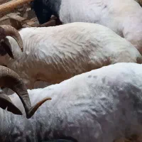 برهه‌ای نر  پروار