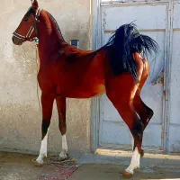 کره اسب و مادیان