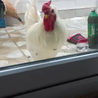 خروس گلین اصل