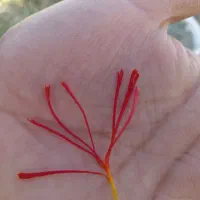 گل زعفران|گل و گیاه طبیعی|سبزوار, فیاض|دیوار