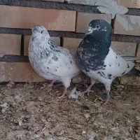 کفتر نروماده|پرنده|کاشان, آیت الله سعیدی|دیوار