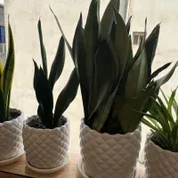 ۱۵ تا گل و گلدان|گل و گیاه طبیعی|رشت, جهاد|دیوار