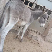 فروش کره خر( الاغ )|حیوانات مزرعه|زید آباد, |دیوار