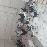 مرغ و خروس|حیوانات مزرعه|هشتگرد, فاز ۲ مهستان|دیوار