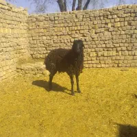 بره نر فروش فوری